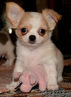 щеночки мини чихуахуа  - <ro>Изображение</ro><ru>Изображение</ru> #3, <ru>Объявление</ru> #999967