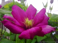 Продам саженцы клематисов по самым низким ценам - <ro>Изображение</ro><ru>Изображение</ru> #6, <ru>Объявление</ru> #1012724