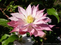 Продам саженцы клематисов по самым низким ценам - <ro>Изображение</ro><ru>Изображение</ru> #4, <ru>Объявление</ru> #1012724