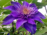 Продам саженцы клематисов по самым низким ценам - <ro>Изображение</ro><ru>Изображение</ru> #5, <ru>Объявление</ru> #1012724
