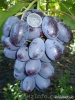 Саженцы и черенки винограда по самым низким ценам. - <ro>Изображение</ro><ru>Изображение</ru> #5, <ru>Объявление</ru> #1014283