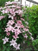 Продам саженцы клематисов по самым низким ценам - <ro>Изображение</ro><ru>Изображение</ru> #1, <ru>Объявление</ru> #1012724