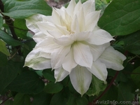 Продам саженцы клематисов по самым низким ценам - <ro>Изображение</ro><ru>Изображение</ru> #3, <ru>Объявление</ru> #1012724