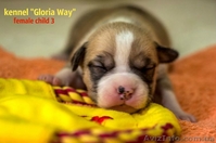 Отличные щенки амстаффа  - <ro>Изображение</ro><ru>Изображение</ru> #1, <ru>Объявление</ru> #1014991