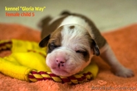 Отличные щенки амстаффа  - <ro>Изображение</ro><ru>Изображение</ru> #7, <ru>Объявление</ru> #1014991