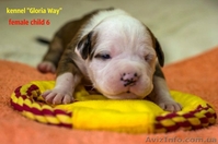 Отличные щенки амстаффа  - <ro>Изображение</ro><ru>Изображение</ru> #5, <ru>Объявление</ru> #1014991