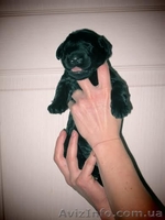 Русский чёрный терьер - щенки - <ro>Изображение</ro><ru>Изображение</ru> #1, <ru>Объявление</ru> #1027934