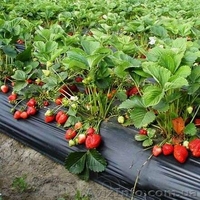 САЖЕНЦЫ FRIGO клубники Альбион Монтерей - <ro>Изображение</ro><ru>Изображение</ru> #4, <ru>Объявление</ru> #1054053