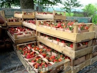 САЖЕНЦЫ FRIGO клубники Альбион Монтерей - <ro>Изображение</ro><ru>Изображение</ru> #7, <ru>Объявление</ru> #1054053