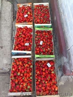 САЖЕНЦЫ FRIGO клубники Альбион Монтерей - <ro>Изображение</ro><ru>Изображение</ru> #8, <ru>Объявление</ru> #1054053