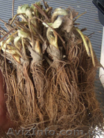 САЖЕНЦЫ FRIGO клубники Альбион Монтерей - <ro>Изображение</ro><ru>Изображение</ru> #10, <ru>Объявление</ru> #1054053