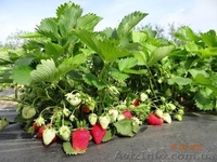 САЖЕНЦЫ FRIGO клубники Альбион Монтерей - <ro>Изображение</ro><ru>Изображение</ru> #6, <ru>Объявление</ru> #1054053