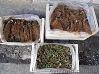 САЖЕНЦЫ FRIGO клубники Альбион Монтерей - <ro>Изображение</ro><ru>Изображение</ru> #2, <ru>Объявление</ru> #1054053