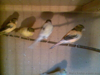 Продам канареек собственного разведения - <ro>Изображение</ro><ru>Изображение</ru> #2, <ru>Объявление</ru> #821108
