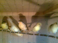 Продам канареек собственного разведения - <ro>Изображение</ro><ru>Изображение</ru> #1, <ru>Объявление</ru> #821108