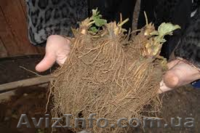 САЖЕНЦЫ FRIGO клубники Альбион Монтерей - <ro>Изображение</ro><ru>Изображение</ru> #9, <ru>Объявление</ru> #1054053