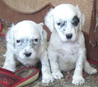 щенки английского сеттера - <ro>Изображение</ro><ru>Изображение</ru> #1, <ru>Объявление</ru> #1099928