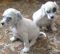 щенки английского сеттера - <ro>Изображение</ro><ru>Изображение</ru> #4, <ru>Объявление</ru> #1099928