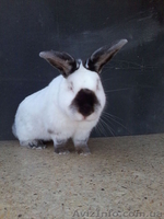 Кролики на племя - <ro>Изображение</ro><ru>Изображение</ru> #3, <ru>Объявление</ru> #1016734