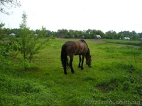 Продам усадьбу для жилья или под дачу - <ro>Изображение</ro><ru>Изображение</ru> #4, <ru>Объявление</ru> #1311435