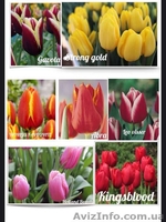 Цветы оптом, оптовая продажа тюльпанов  к 8 марта в Луганске - <ro>Изображение</ro><ru>Изображение</ru> #2, <ru>Объявление</ru> #1524693