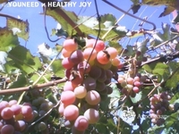 Виноград Лидия Розовая, Изабелла ягоды 100 - 300 кг. или чистый 100% сок - <ro>Изображение</ro><ru>Изображение</ru> #2, <ru>Объявление</ru> #1664195