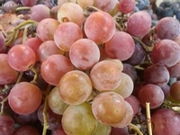 Виноград Лидия Розовая, Изабелла ягоды 100 - 300 кг. или чистый 100% сок - <ro>Изображение</ro><ru>Изображение</ru> #1, <ru>Объявление</ru> #1664195