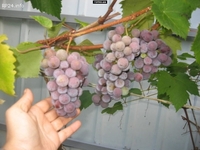Виноград Лидия Розовая, Изабелла ягоды 100 - 300 кг. или чистый 100% сок - <ro>Изображение</ro><ru>Изображение</ru> #3, <ru>Объявление</ru> #1664195