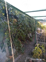 Продам дачу с пасекой на Лутугинском водохранилище - <ro>Изображение</ro><ru>Изображение</ru> #10, <ru>Объявление</ru> #1692229