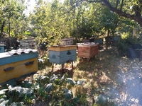 Продам дачу с пасекой на Лутугинском водохранилище - <ro>Изображение</ro><ru>Изображение</ru> #5, <ru>Объявление</ru> #1692229