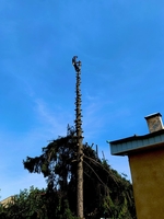 Спил и обрезка деревьев Луганск 2025 - <ro>Изображение</ro><ru>Изображение</ru> #2, <ru>Объявление</ru> #1748402