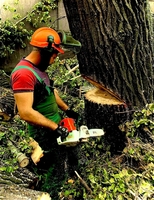 Спил и обрезка деревьев Луганск 2025 - <ro>Изображение</ro><ru>Изображение</ru> #4, <ru>Объявление</ru> #1748402