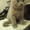 Продам котят Скотиш Фолд и Скотиш Страйт - <ro>Изображение</ro><ru>Изображение</ru> #3, <ru>Объявление</ru> #1982