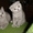 Продам котят Скотиш Фолд и Скотиш Страйт - <ro>Изображение</ro><ru>Изображение</ru> #2, <ru>Объявление</ru> #1982
