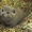 Продам котят Скотиш Фолд и Скотиш Страйт - <ro>Изображение</ro><ru>Изображение</ru> #1, <ru>Объявление</ru> #1982