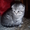 Котята Шотландской вислоухой - <ro>Изображение</ro><ru>Изображение</ru> #2, <ru>Объявление</ru> #5486