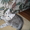 Котята Шотландской вислоухой - <ro>Изображение</ro><ru>Изображение</ru> #1, <ru>Объявление</ru> #5486