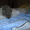 Продам шотландских прямоухих котят - <ro>Изображение</ro><ru>Изображение</ru> #3, <ru>Объявление</ru> #25966