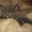 Продам шотландских прямоухих котят - <ro>Изображение</ro><ru>Изображение</ru> #2, <ru>Объявление</ru> #25966