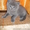 Британцы котята - <ro>Изображение</ro><ru>Изображение</ru> #1, <ru>Объявление</ru> #43268