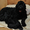 Продам щенков Русского черного терьера #91715