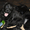 Продам щенков Русского черного терьера - <ro>Изображение</ro><ru>Изображение</ru> #3, <ru>Объявление</ru> #91715