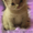 Шикарные котята Скоттиш фолд и страйт - <ro>Изображение</ro><ru>Изображение</ru> #1, <ru>Объявление</ru> #127961