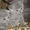 Шикарные котята Скоттиш фолд и страйт - <ro>Изображение</ro><ru>Изображение</ru> #3, <ru>Объявление</ru> #127961