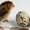 инкубационное яйцо перепелов - <ro>Изображение</ro><ru>Изображение</ru> #1, <ru>Объявление</ru> #146477