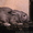 Продам взрослых кроликов - <ro>Изображение</ro><ru>Изображение</ru> #1, <ru>Объявление</ru> #204636