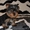 Щенки йоркширского терьера(Моя Малютка) - <ro>Изображение</ro><ru>Изображение</ru> #2, <ru>Объявление</ru> #212566