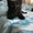     красивые котята в добрые руки в Луганске! - <ro>Изображение</ro><ru>Изображение</ru> #1, <ru>Объявление</ru> #296739
