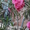 олеандр розовый продажа в Луганске - <ro>Изображение</ro><ru>Изображение</ru> #1, <ru>Объявление</ru> #304861