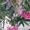 олеандр розовый продажа в Луганске - <ro>Изображение</ro><ru>Изображение</ru> #3, <ru>Объявление</ru> #304861
